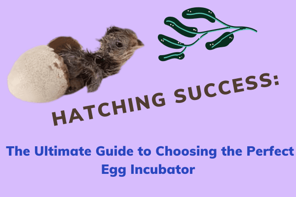 Hatching Success: The Ultimate Guide to Choosing the Perfect Egg Incubator