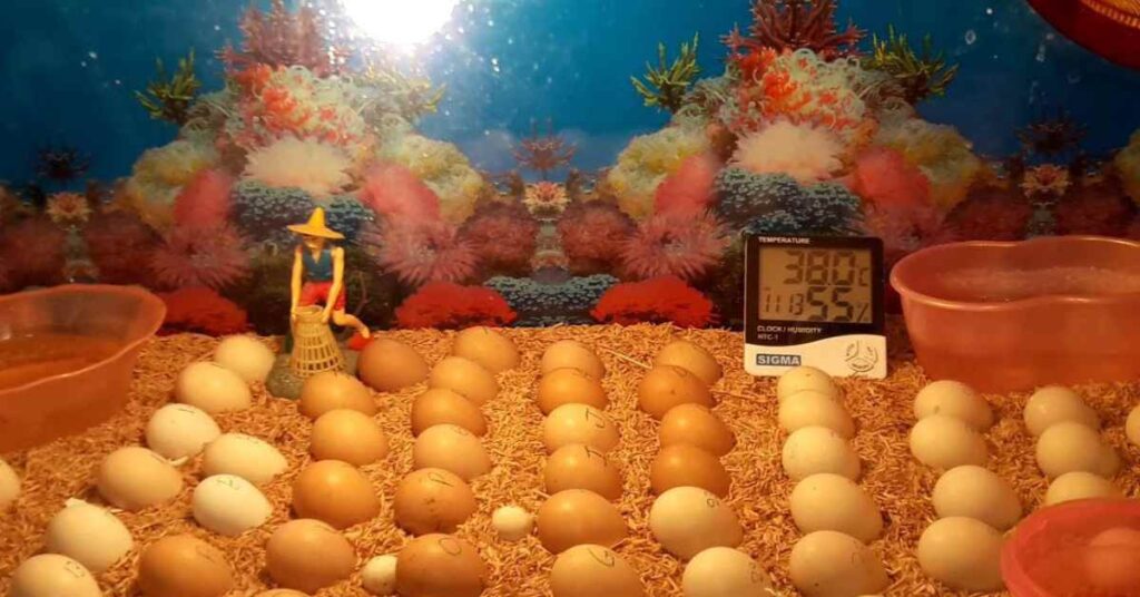The Ultimate Guide to Egg Incubator Temperature and Humidity
