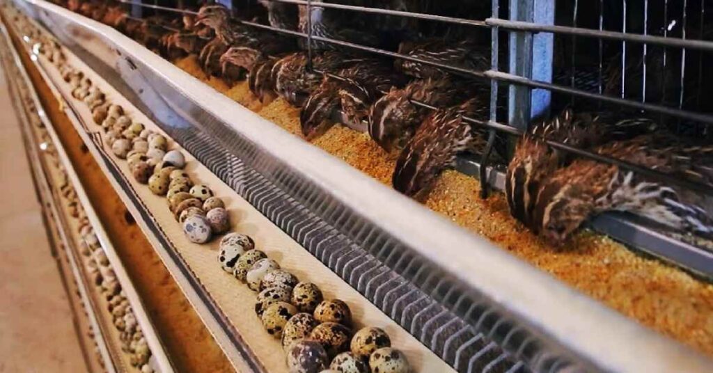 Quail Incubator Mastery: From Eggs to Feathers!