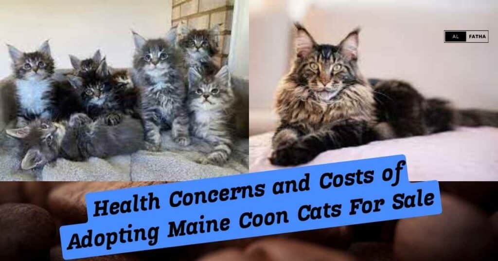 Unveiling the Majestic World of Maine Coon Cats: Giants Among Felines!