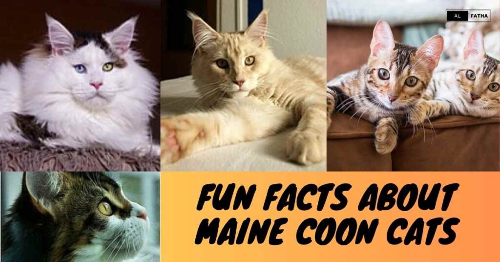 Maine Coon Cats: Unraveling the Mystique of Nature's Majestic Giants