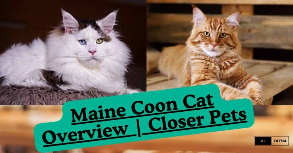 Maine Coon Cats Chronicles: The Royal Elegance of Feline Royalty