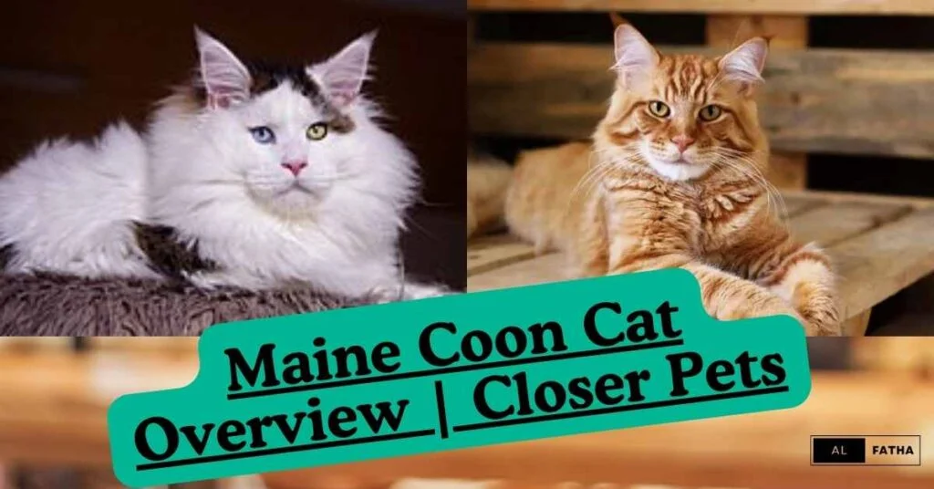 Maine Coon Cats Chronicles: The Royal Elegance of Feline Royalty