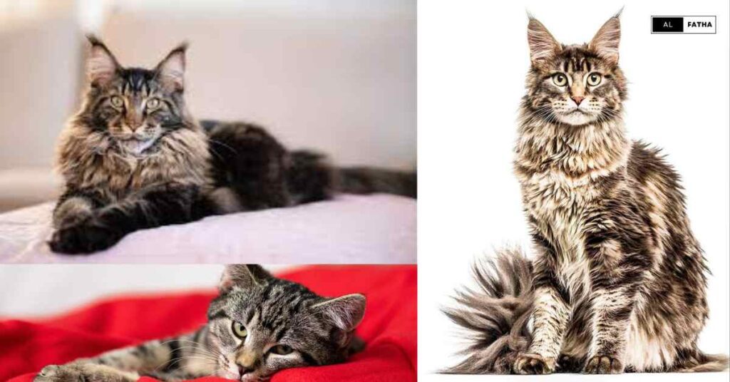 Maine Coon Cats Demystified: Your Guide to the Grandeur of Giant Felines