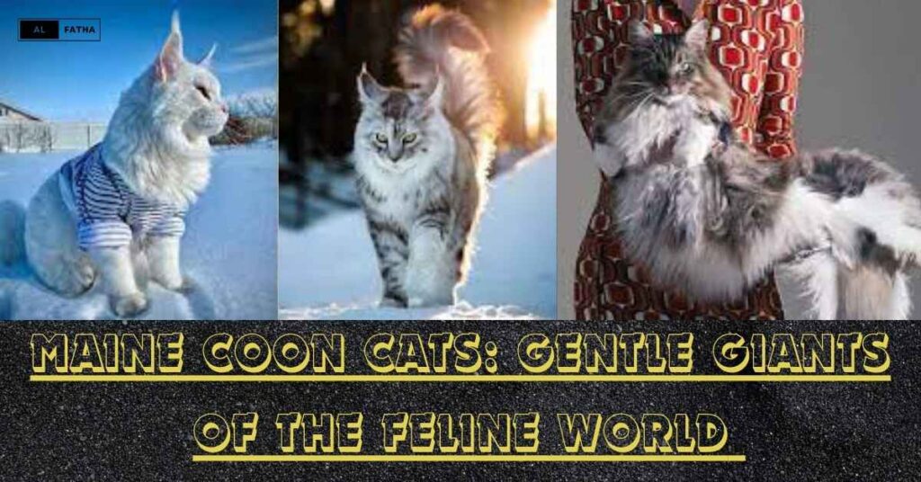 Beyond Fluff: Maine Coon Cats and the Secrets of their Irresistible Appeal