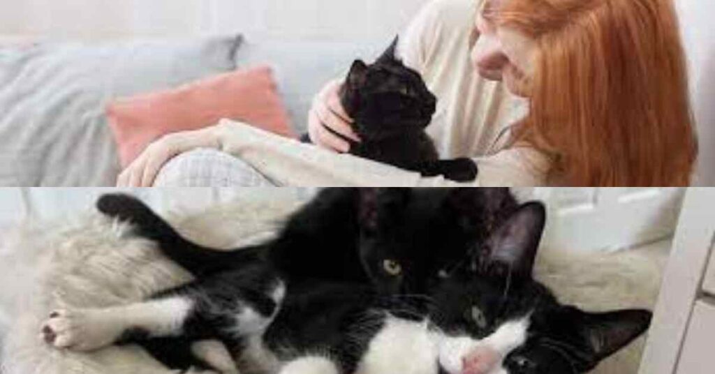 Cats for Adoption Chronicles: Heartwarming Tales of Feline Friendships 🐾