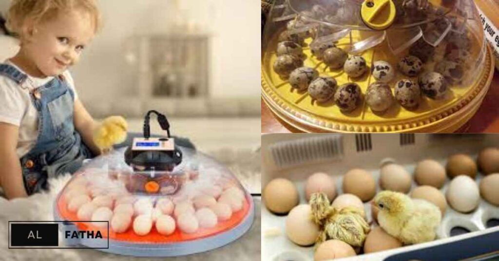Incubator for Eggs Essentials: Choosing the Perfect Hatchery