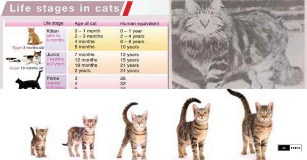 How Long Do Cats Live? A Comprehensive Guide to Feline Lifespan