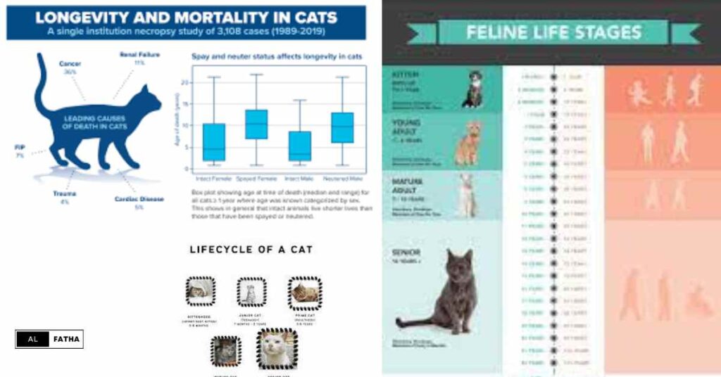 How Long Do Cats Live? Exploring the Science Behind Cat Years