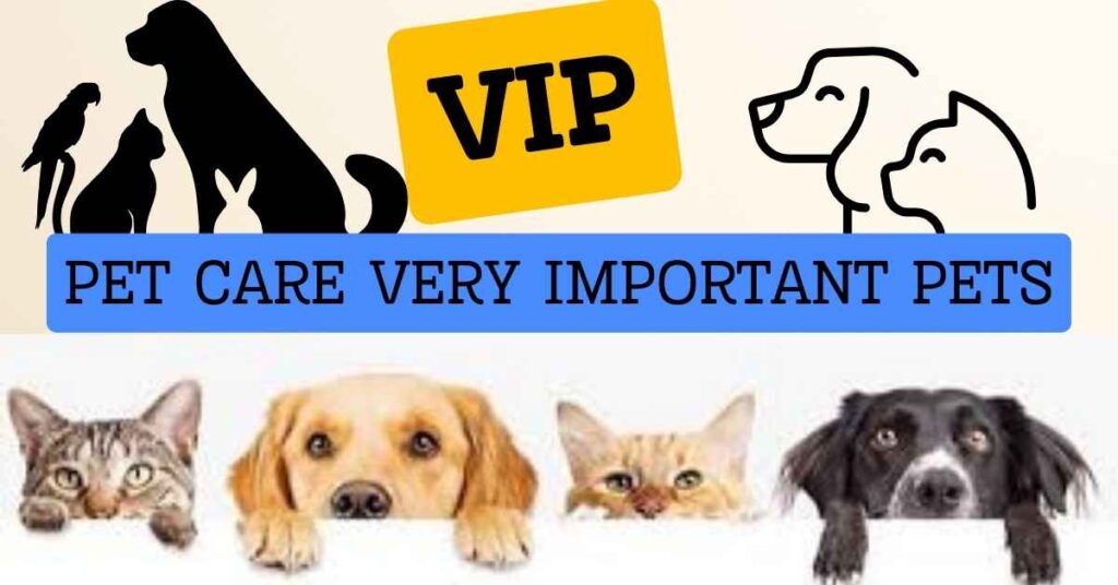 VIP Pet Care Magic: Transforming Ordinary Days into Paw-some Adventures!