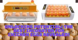 Incubator for Chicken Eggs Unveiled: Hatching Happiness Awaits!