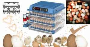 "Incubator for Eggs 101: Choosing the Best for Optimal Hatch Rates!