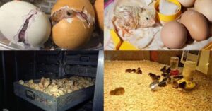Incubator for Chicken Eggs Mastery: Your Path to Hatching Success!